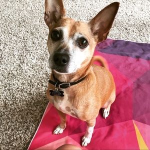 Meet your Posher, Shiva